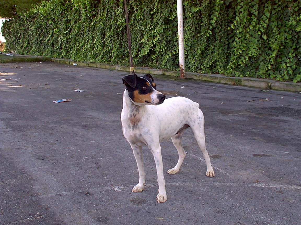 Flor de la Manzanilla