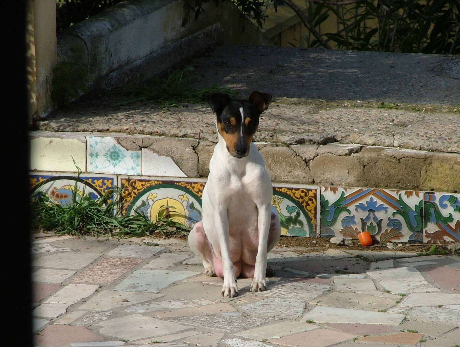 Perla