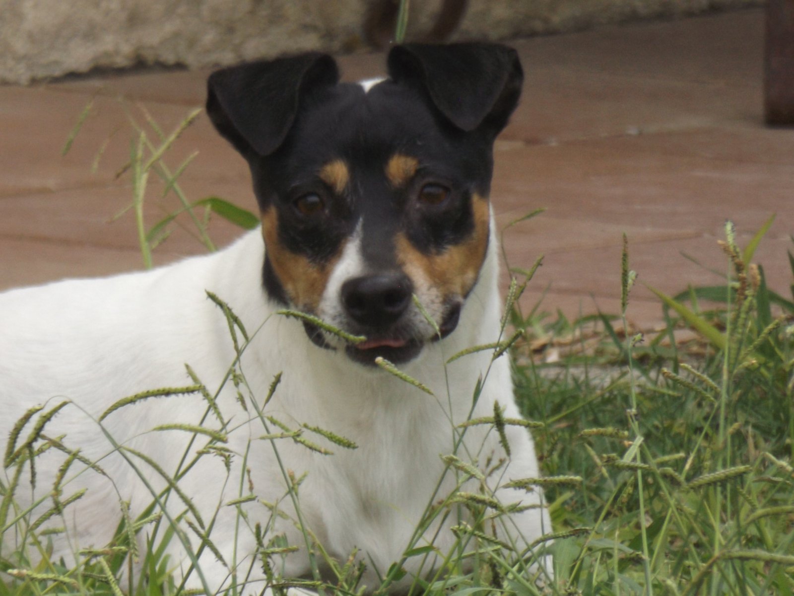 Rocky (Campoviejo)