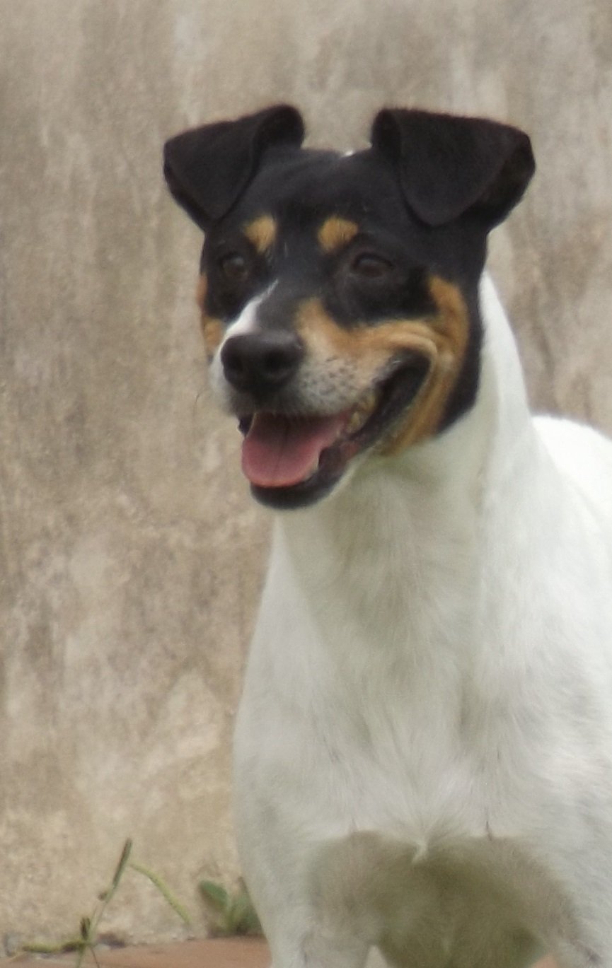 Rocky (Campoviejo)
