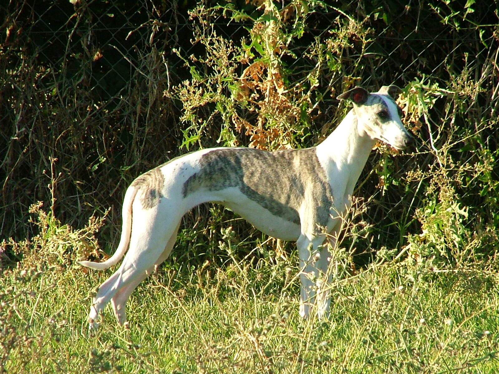 Blanca