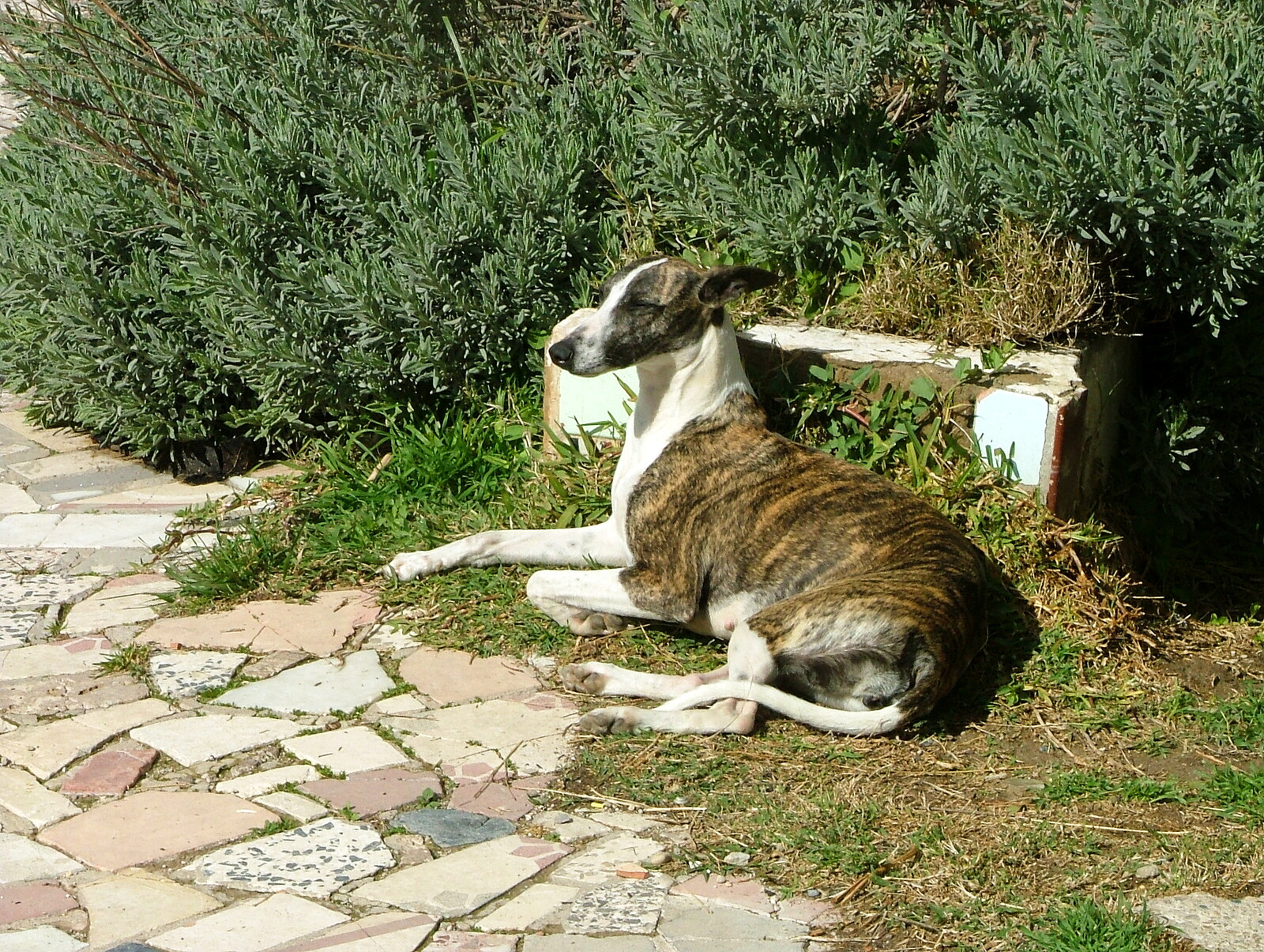 Chiquidehugo